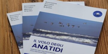 La guida dell’ACMA per riconoscere gli anatidi in volo