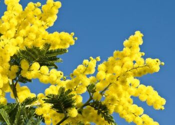 Auguri alle donne che rendono viva la caccia