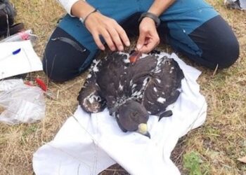 Sulle ali della conservazione: il monitoraggio satellitare di Isidoro per il futuro dell’aquila reale