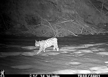 La lince è tornata in Alto Adige: la conferma dalle fototrappole