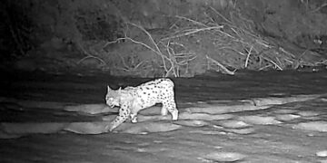 La lince è tornata in Alto Adige: la conferma dalle fototrappole