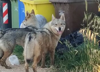 Rifiuti e grandi carnivori, il Trentino rafforza la prevenzione