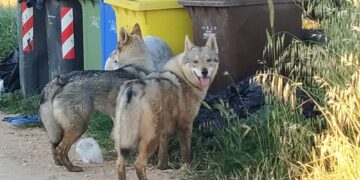 Rifiuti e grandi carnivori, il Trentino rafforza la prevenzione