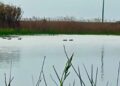 I laghi da caccia, oasi di biodiversità per i migratori – VIDEO