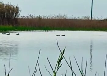 I laghi da caccia, oasi di biodiversità per i migratori – VIDEO