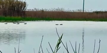 I laghi da caccia, oasi di biodiversità per i migratori – VIDEO