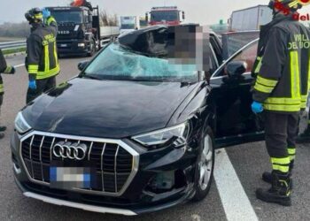 Cervo invade la strada a Bassano, si scontra con una macchina e finisce nell’abitacolo