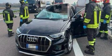 Cervo invade la strada a Bassano, si scontra con una macchina e finisce nell’abitacolo