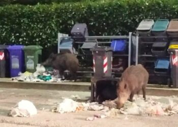 Emergenza cinghiali in Molise: cacciatori e ambientalisti dovranno convivere nello stesso tavolo di coordinamento