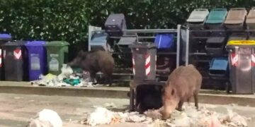 Emergenza cinghiali in Molise: cacciatori e ambientalisti dovranno convivere nello stesso tavolo di coordinamento