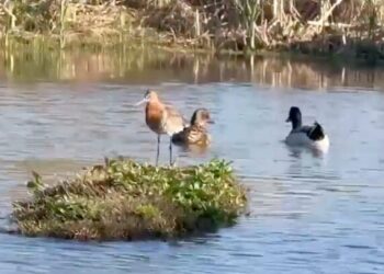Laghi da caccia gioielli di biodiversità: da Umbria e Marche altri esempi a favore dell’ambiente