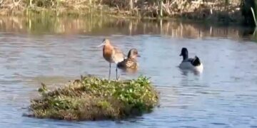 Laghi da caccia gioielli di biodiversità: da Umbria e Marche altri esempi a favore dell’ambiente