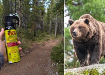 Ministro Piantedosi: “Lo spray anti-orso è un’arma e il suo uso non può essere esteso alla popolazione”