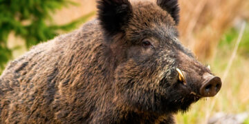 In Spagna un 83enne è stato contagiato dal virus della peste suina