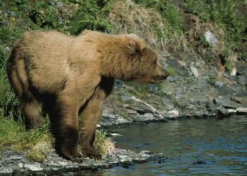 I fiumi influenzano gli spostamenti degli orsi, lo rivela uno studio svedese