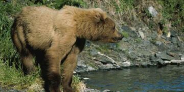 I fiumi influenzano gli spostamenti degli orsi, lo rivela uno studio svedese