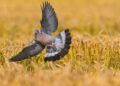 Gestione del colombaccio in Emilia Romagna: la scienza per tutelare la specie e l’agricoltura