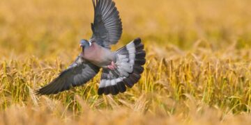 Gestione del colombaccio in Emilia Romagna: la scienza per tutelare la specie e l’agricoltura
