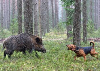 Cacciatrici e cinofilia: a Pistoia il Trofeo Lady Toscana