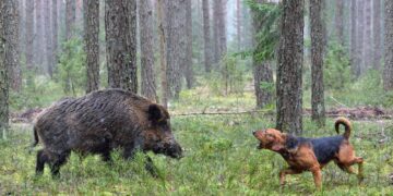 Cacciatrici e cinofilia: a Pistoia il Trofeo Lady Toscana