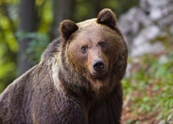 Abbattimento orso M90, rito abbreviato per presidente Provincia Trento