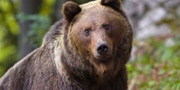 Abbattimento orso M90, rito abbreviato per presidente Provincia Trento