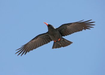 Segnalato per la prima volta in provincia di Mantova un gracchio corallino