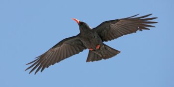 Segnalato per la prima volta in provincia di Mantova un gracchio corallino