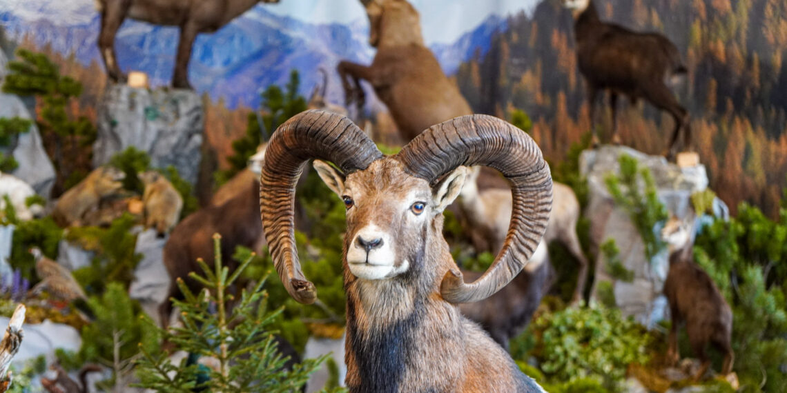 “Caccia, Pesca e Natura” in crescita: a Longarone registrati 14.000 visitatori