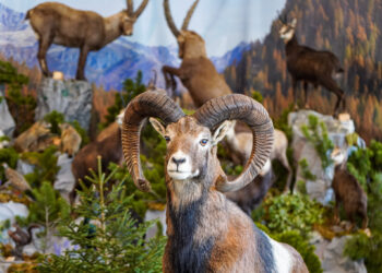 “Caccia, Pesca e Natura” in crescita: a Longarone registrati 14.000 visitatori