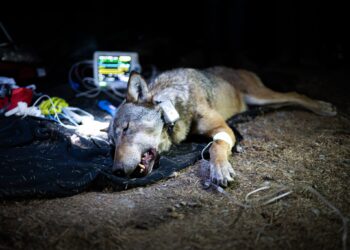 Parco dello Stelvio: catturata e radiocollarata una femmina di lupo
