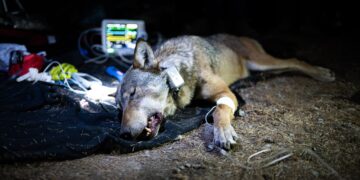 Parco dello Stelvio: catturata e radiocollarata una femmina di lupo