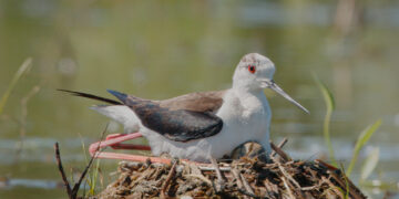Cavaliere d’Italia, oltre 100 nidi tra le risaie nel Pavese