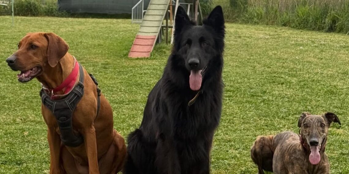 Diamoci una zampa, il nuovo progetto che unisce Fondazione UNA e AB