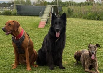 Diamoci una zampa, il nuovo progetto che unisce Fondazione UNA e AB