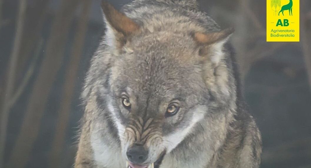 Gestione del lupo: basta scuse, ora è tempo di agire