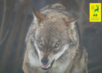 Gestione del lupo: basta scuse, ora è tempo di agire