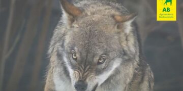 Gestione del lupo: basta scuse, ora è tempo di agire