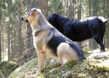 Grandi carnivori, in Trentino 37 allevatori certificati per i cani da guardiania