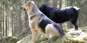 Grandi carnivori, in Trentino 37 allevatori certificati per i cani da guardiania