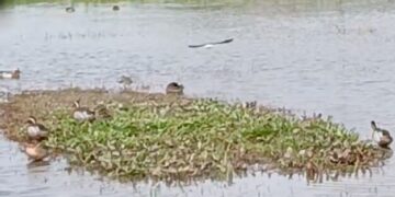 Migrazione pre-nuziale e laghi da caccia: le marzaiole in Umbria – VIDEO