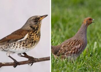 A Mestre la presentazione dei progetti ATS per cesena e starna