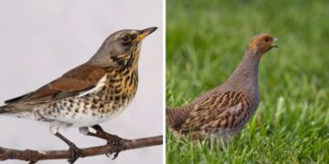 A Mestre la presentazione dei progetti ATS per cesena e starna