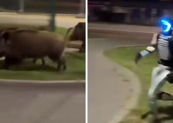 In Polonia i cinghiali vengono inseguiti dai robot umanoidi – VIDEO