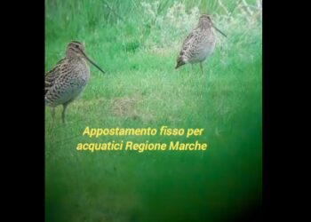 Marche, il raro spettacolo di due croccoloni presso un appostamento di caccia – VIDEO