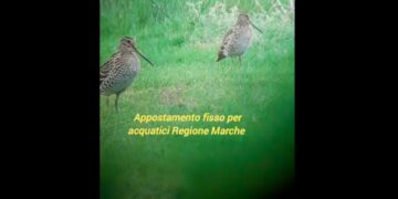 Marche, il raro spettacolo di due croccoloni presso un appostamento di caccia – VIDEO