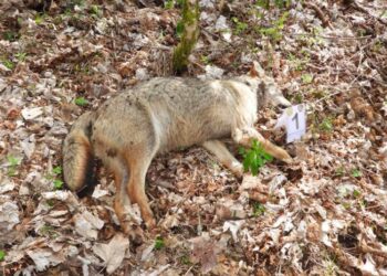 5 lupi sarebbero stati avvelenati nel Parco Nazionale d’Abruzzo