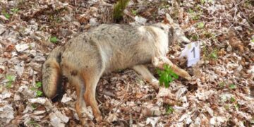 5 lupi sarebbero stati avvelenati nel Parco Nazionale d’Abruzzo