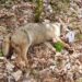5 lupi sarebbero stati avvelenati nel Parco Nazionale d’Abruzzo