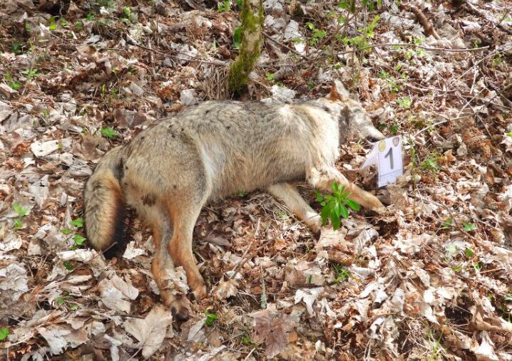 5 lupi sarebbero stati avvelenati nel Parco Nazionale d’Abruzzo